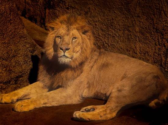 狮子女能跟你聊天就不错了(如何与狮子女打造愉快的)