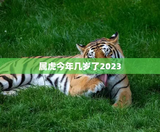 属虎今年几岁了2023(如何预测属虎人在2023年的运势)