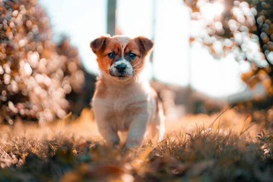 1982年属狗今年财运(狗年大展宏图财运亨通)