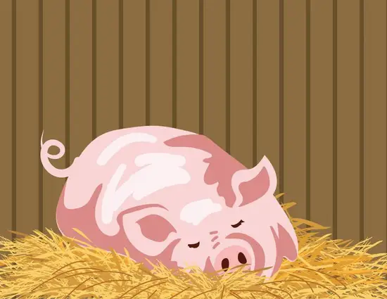 71年的猪一生运势如何(幸福顺遂财源广进)