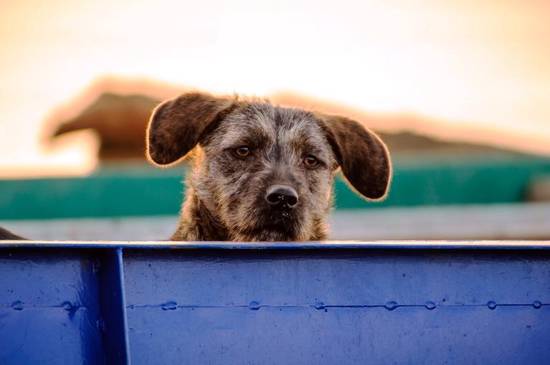 94狗女和95猪男算姻缘(星座配对命中注定的爱情)