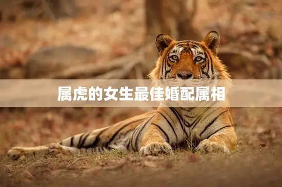 属虎的女生最佳婚配属相(揭秘哪些属相最适合与虎女结婚)