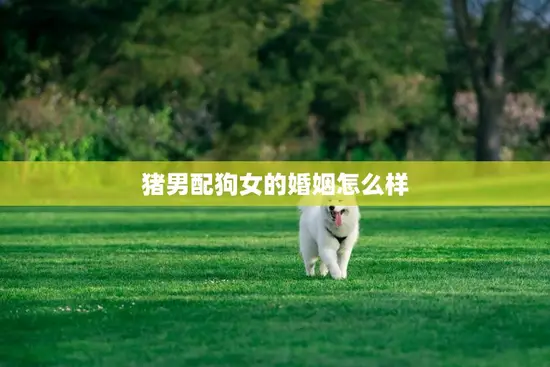 猪男配狗女的婚姻怎么样(幸福还是不靠谱)