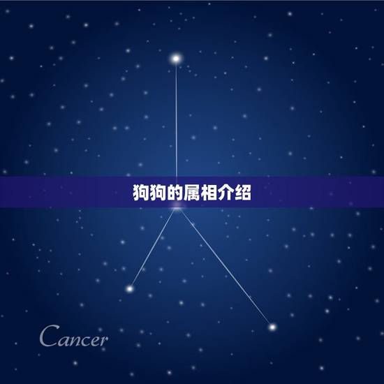 狗和狗的属相能婚配吗(介绍狗狗的属相配对规则)