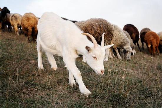 白羊座是怎么样的人男生呢(性格特点解析)