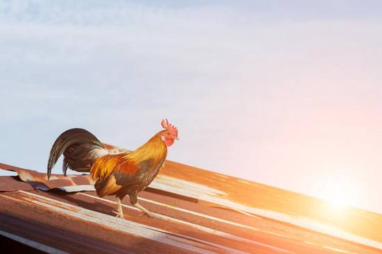 运势测算2023年免费鸡(2023年鸡年运势大揭秘)