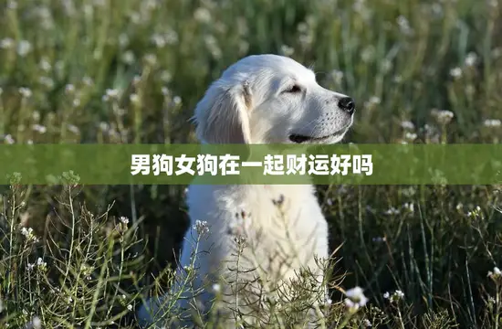 男狗女狗在一起财运好吗(揭秘同属狗的恋爱奥秘)