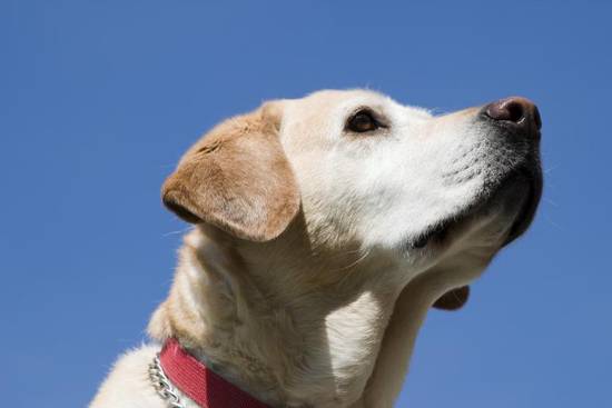 82年的狗今日财运指数(财运亨通财源滚滚来)