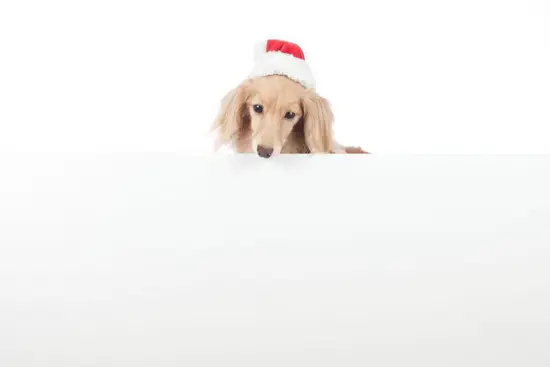 95属猪哪一年会动婚狗呢(猪年配狗年这一年最佳结婚时间是什么时候)