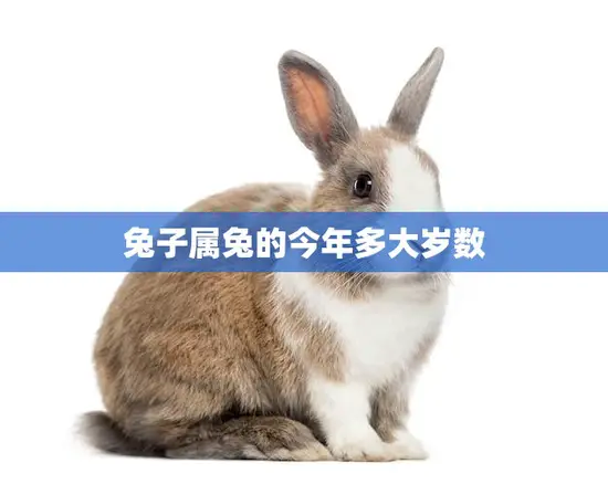 兔子属兔的今年多大岁数(解密兔子的寿命到底有多长)