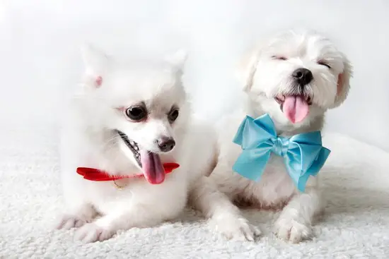 属狗可以戴朱砂吗吉利吗(解密狗年佩戴朱砂的吉凶大事)