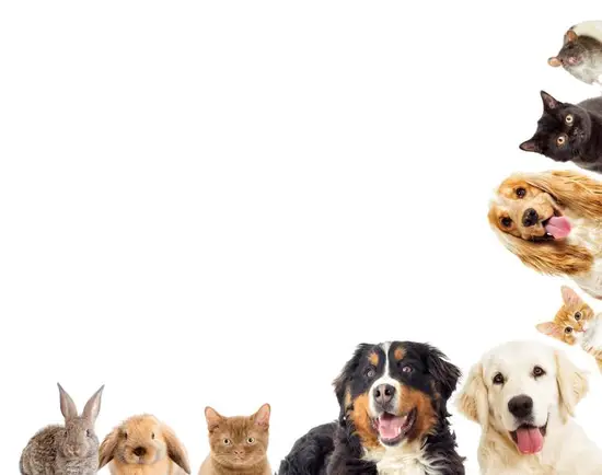 属狗的人今天财运怎么样(财神爷眷顾财源滚滚来)