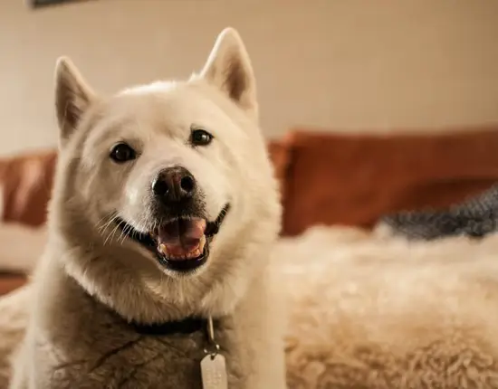 属狗最佳夫妻属相婚配表(揭秘哪些属相最适合与狗配对)