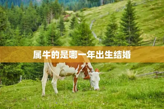 属牛的是哪一年出生结婚(牛年结婚攻略适合哪些星座)