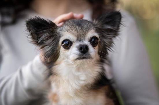 猪女狗男属相婚配好不好(解析星座专家告诉你)