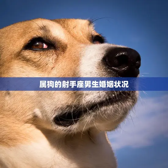 属狗的射手座男生婚姻状况(婚姻观但对感情忠诚)