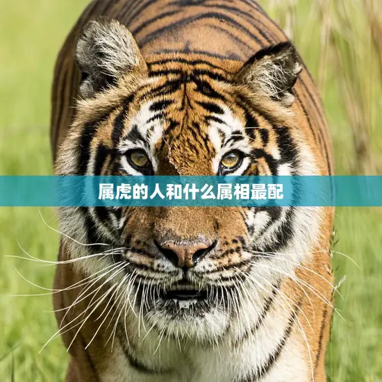 属虎的人和什么属相最配(最佳配对属相大揭秘)