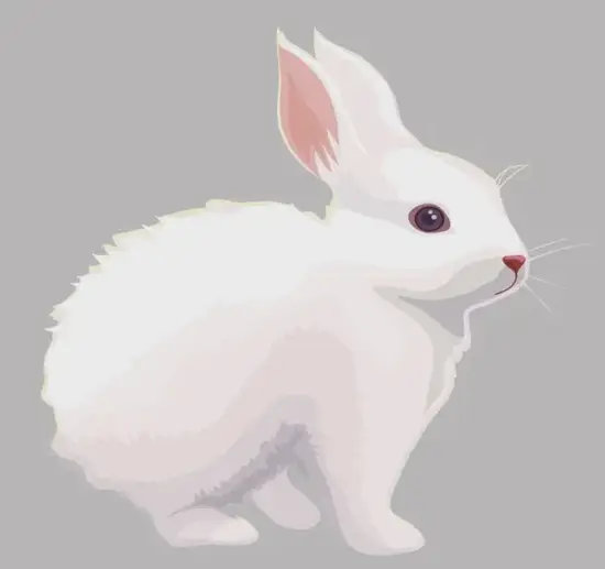 生肖兔打麻将运势提升