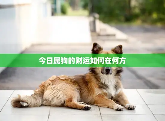 今日属狗的财运如何在何方(探寻狗年财运趋势)
