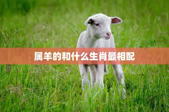 属羊的和什么生肖最相配(最佳配对是什么)