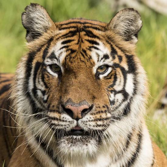 74年属虎的男最佳婚配(如何选择最适合的伴侣)