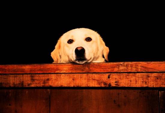 属狗人3月运势2023(财运亨通事业顺利感情甜蜜)