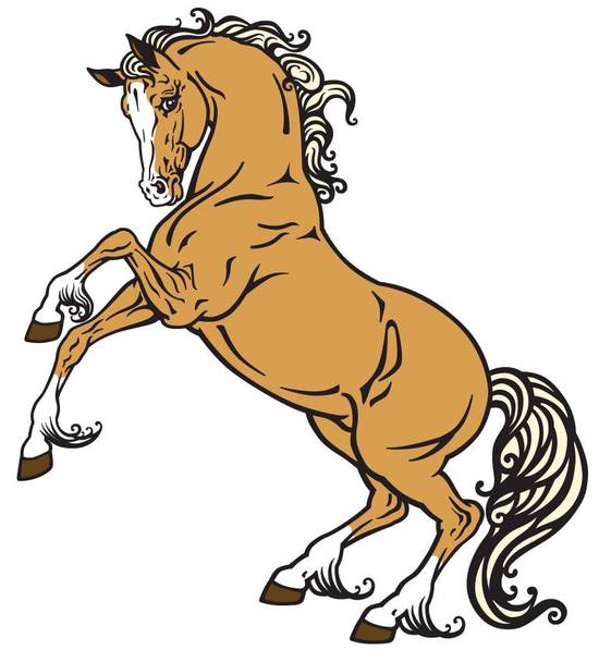 女属马的最佳婚配有哪些(寻找马年女性的完美伴侣)