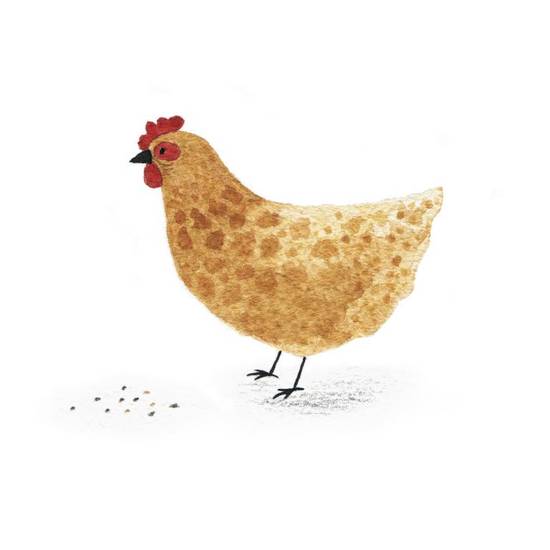 属鸡的女人今日财运如何(解析幸运之星是否照耀)