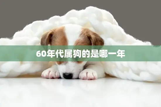 60年代属狗的是哪一年(狗年出生的人有哪些特点)