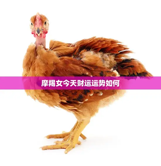 摩羯女今天财运运势如何(财富之门今日是否敞开)