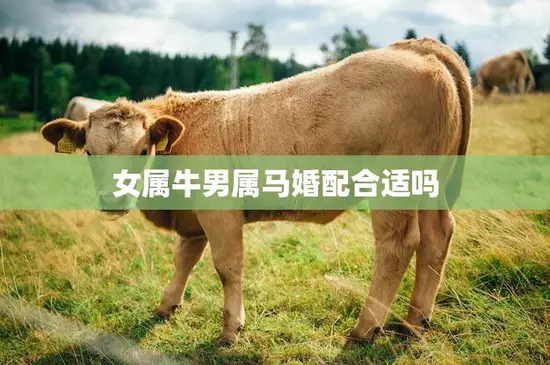 女属牛男属马婚配合适吗(星座专家揭秘)