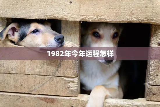 1982年今年运程怎样(解析1982属狗人2023年的运势)