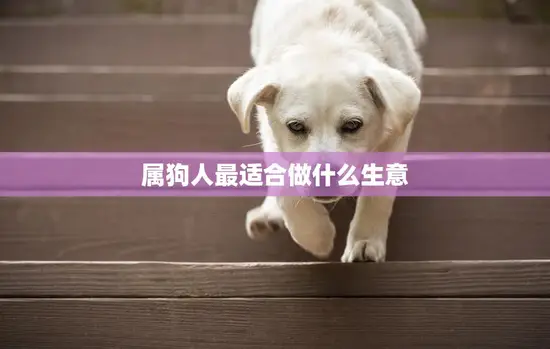 属狗人最适合做什么生意(聪明投资稳健创业)