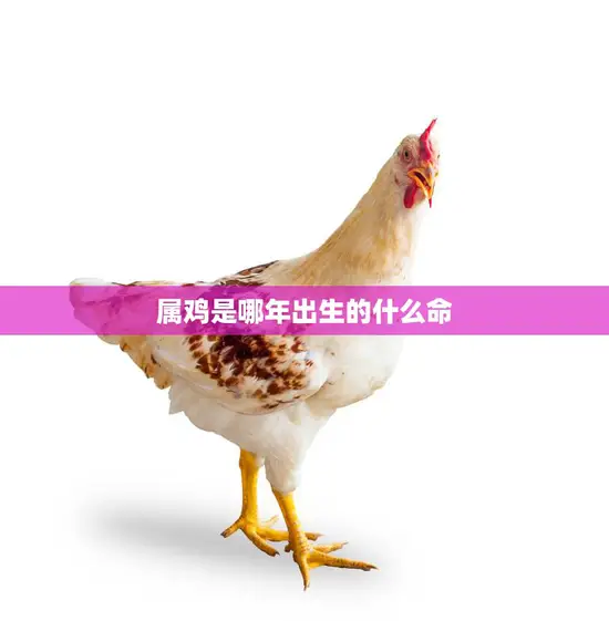 属鸡是哪年出生的什么命(解析属鸡人的命运特点)