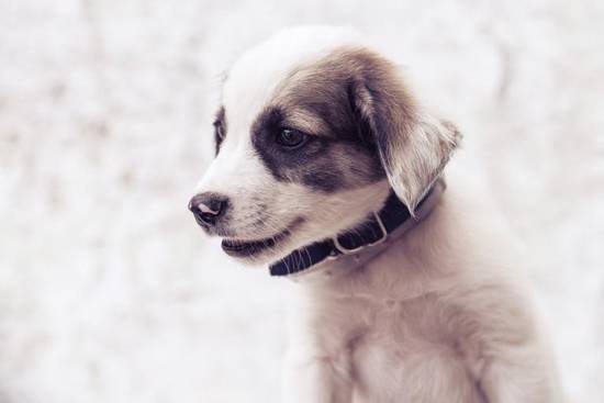 属狗今天运势及财运黄历(解读财运亨通事业顺利)