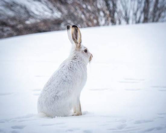 属兔四月运势2023(事业财运双丰收)
