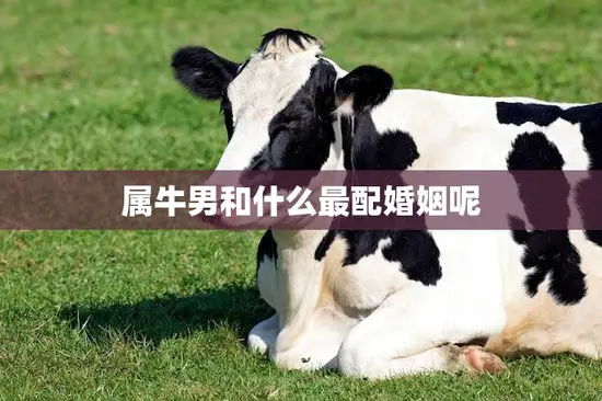 属牛男和什么最配婚姻呢(如何选择最佳伴侣)