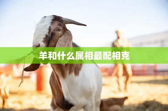 羊和什么属相最配相克(如何避免相克的影响)