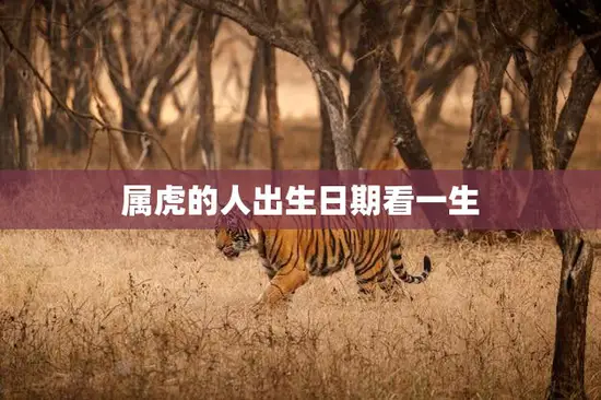 属虎的人出生日期看一生(命运轨迹揭秘运势、财富、婚姻、事业)