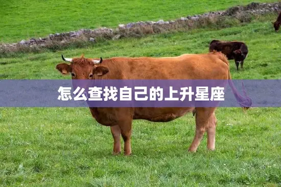 怎么查找自己的上升星座(掌握解读你的性格与命运)