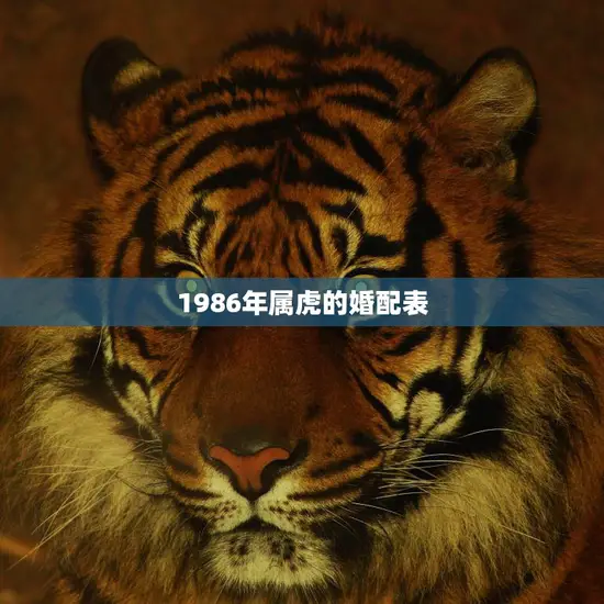1986年属虎的婚配表(如何选择最佳配偶)