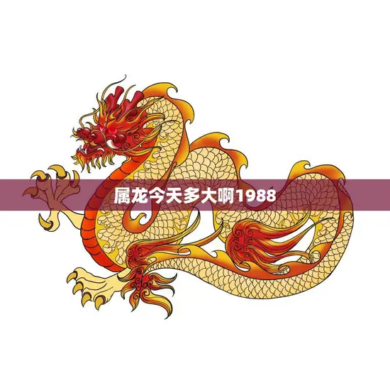 属龙今天多大啊1988(回顾1988年出生的属龙迎接新的一岁)