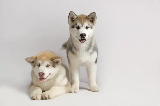 82年属狗的人今日财运(财运亨通财源滚滚来)