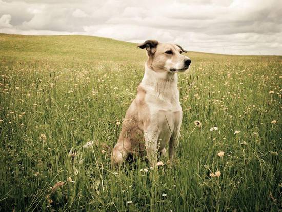 属狗射手男的爱情观怎么样(探究自由与责任的平衡)