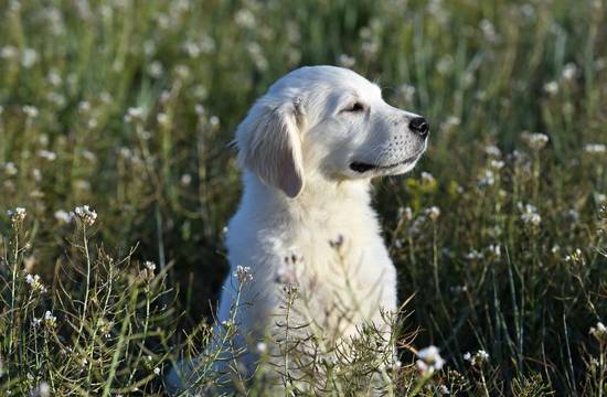 属狗人配带什么吉祥物好(选对吉祥物幸福指日可待)