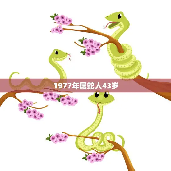1977年属蛇人43岁(如何在职场中成功)