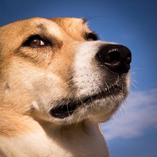 属狗和属狗的配婚怎么样(幸福还是灾难)