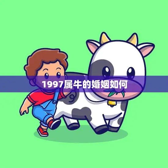 1997属牛的婚姻如何(幸福还是坎坷不堪)