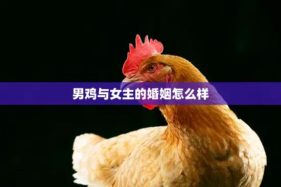 男鸡与女主的婚姻怎么样(幸福还是短暂悲剧)