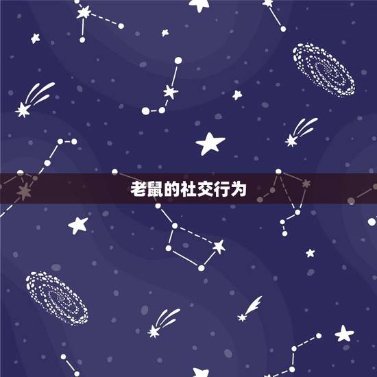 鼠的姻缘什么时候到来(寻找爱情的小老鼠)